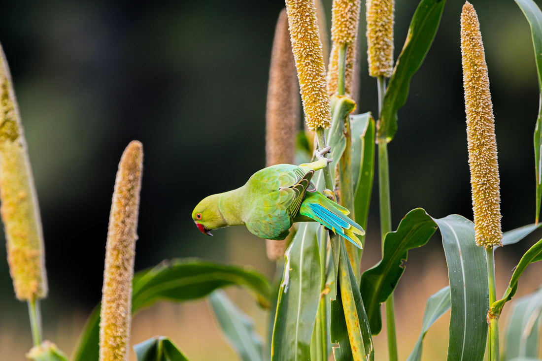 Are Millets Really Worth the Hype? Here’s the Truth